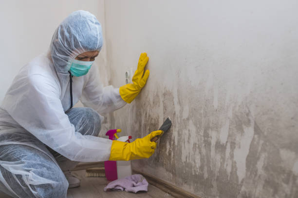 Best Mold Damage Repair  in Mays Chapel, MD
